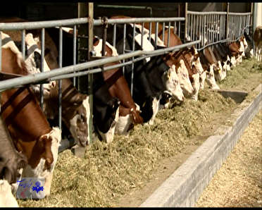 تولید 12 هزار راس گاو دو منظوره در استان