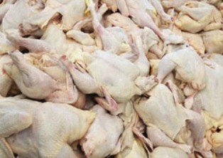 توزیع گوشت مرغ منجمد در مازندران