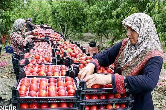 صادرات هلو و شلیل از میاندورود به خارج از کشور