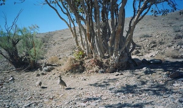بازگشت دو قلاده یوزپلنگ آسیایی اردکان