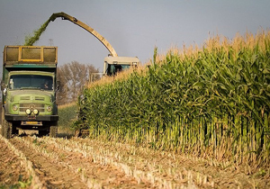آغاز برداشت ذرت علوفه ای از مزارع چهارمحال و بختیاری