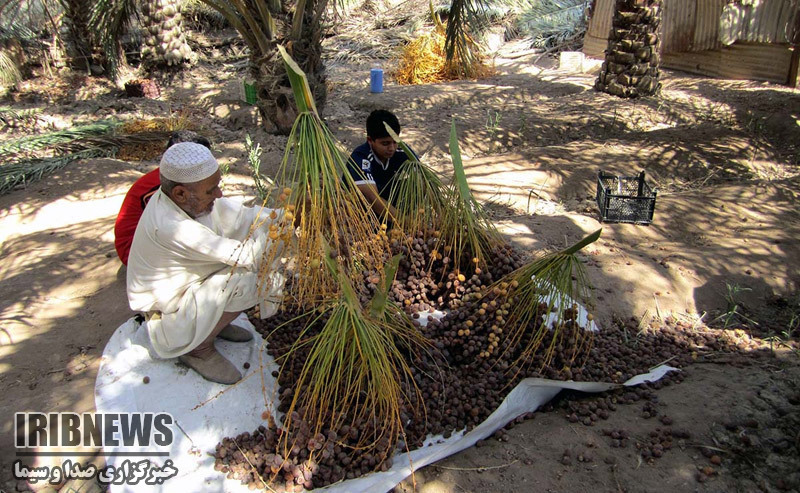 به نام کشاورز به کام دلال به نام کشاورز به کام دلال