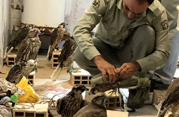 شکارچی آسمان ایران گرفتار در دام