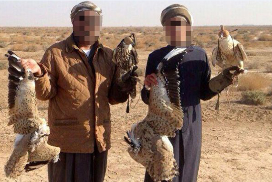 شکارچی آسمان ایران گرفتار در دام