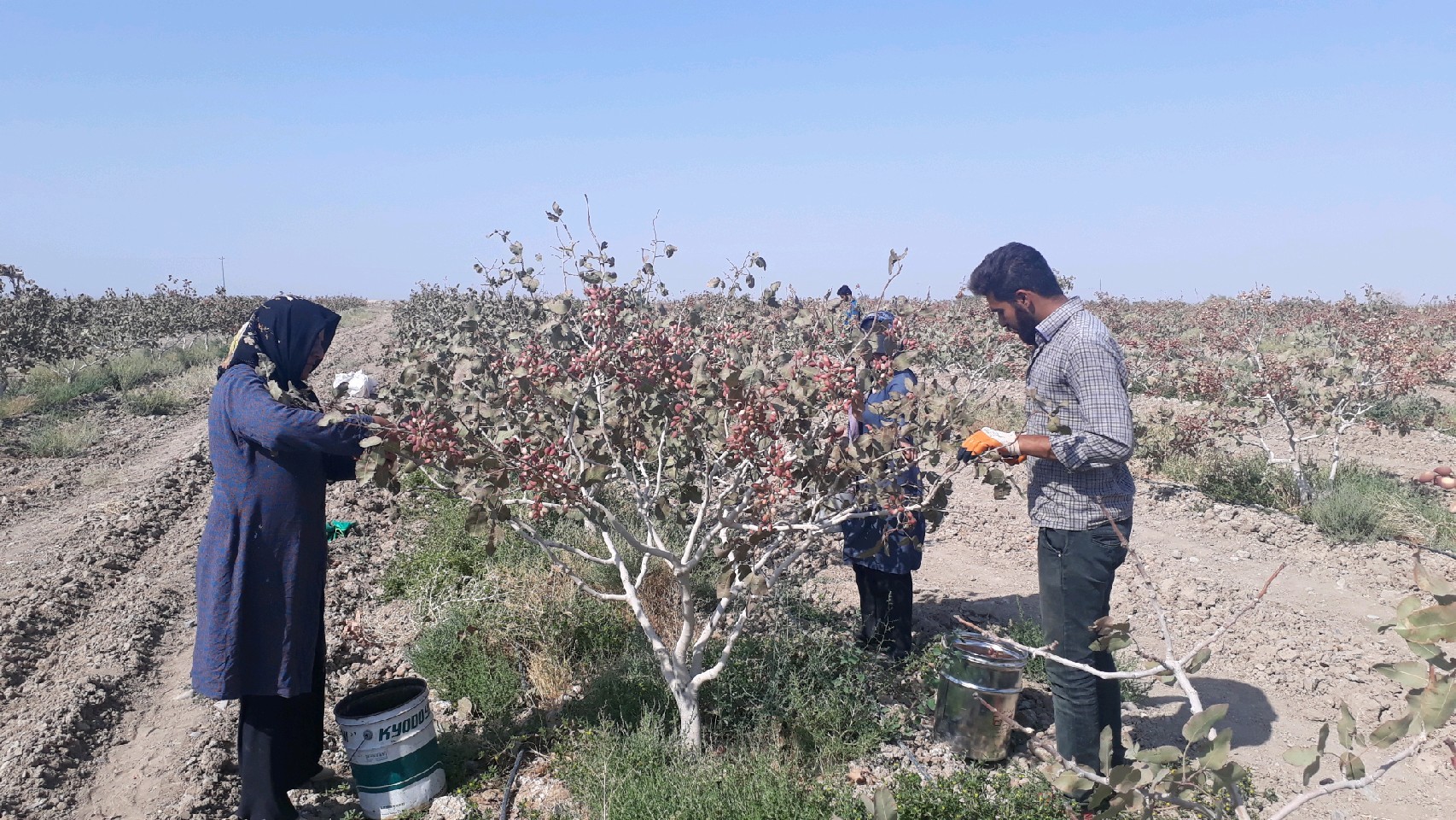 آغاز برداشت پسته از سطح باغات بخش روداب سبزوار