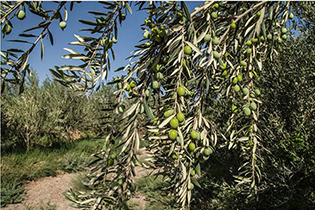 آغاز برداشت زیتون از باغ های خوروبیابانک آغاز برداشت زیتون از باغ های خوروبیابانک