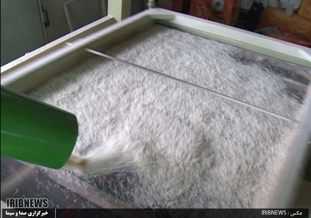 زدودن گرد فرسودگی از چهره شالیکوبی ها به کجا کشید ؟