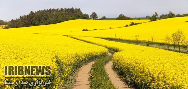 پرداخت صد در صدی پول کلزاکاران کردستانی پرداخت صد در صدی پول کلزاکاران کردستانی