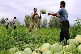 برداشت بیش از 2هزار تن هندوانه و خربزه در گناباد برداشت بیش از 2هزار تن هندوانه و خربزه در گناباد