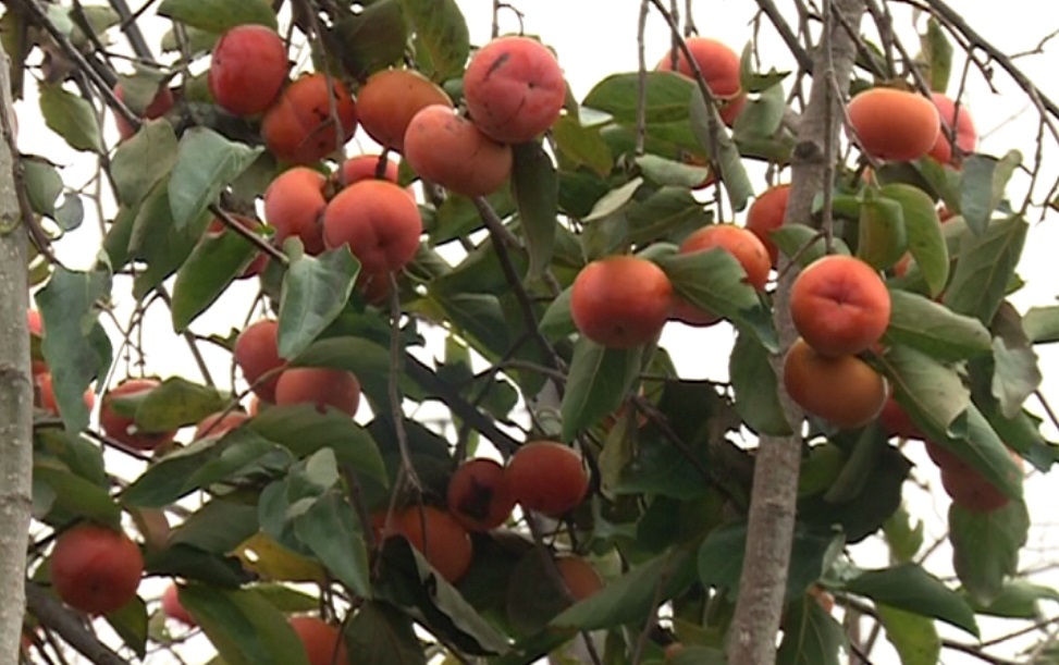 آغاز برداشت خرمالو در گیلان