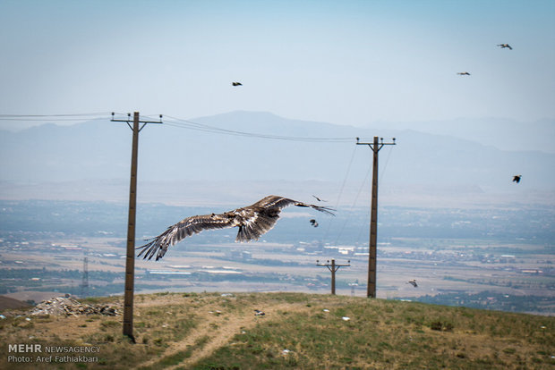 بازگشت یک قطعه پرنده به آغوش طبیعت بازگشت یک قطعه پرنده به آغوش طبیعت