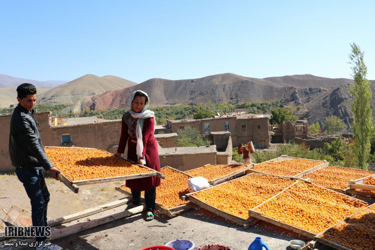 پشت بامهای طلایی در خرو نیشابور | خبرگزاری صدا و سیما