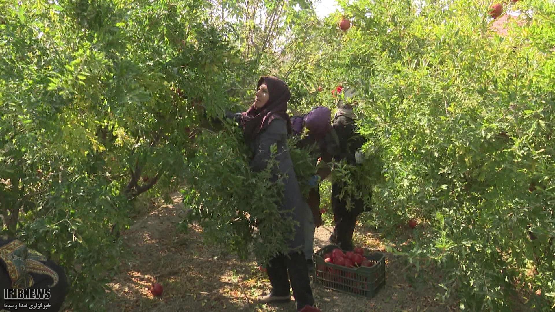 آغاز برداشت یاقوت های سرخ در خراسان جنوبی آغاز برداشت یاقوت های سرخ در خراسان جنوبی