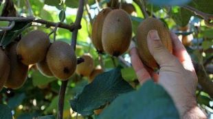 آغاز برداشت کیوی در گیلان آغاز برداشت کیوی در گیلان