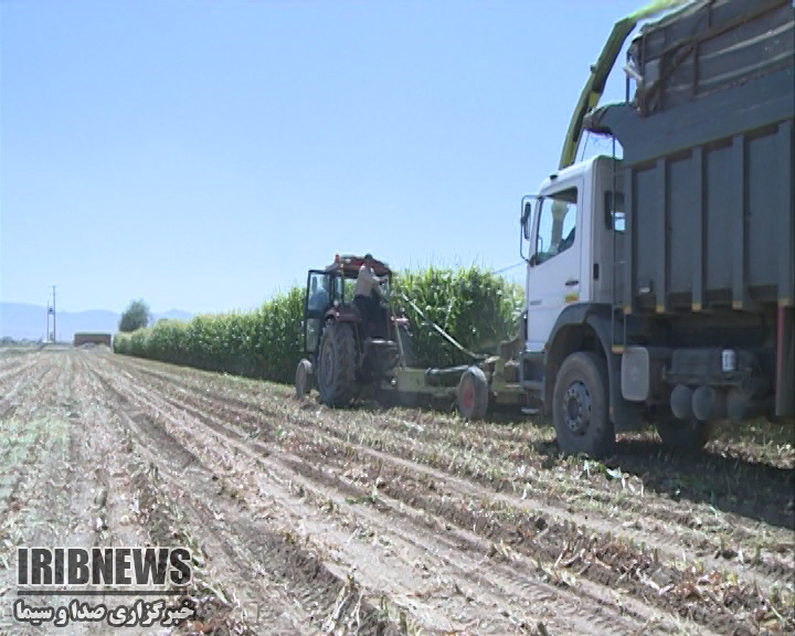آغاز برداشت ذرت علوفه ای در چهارمحال و بختیاری