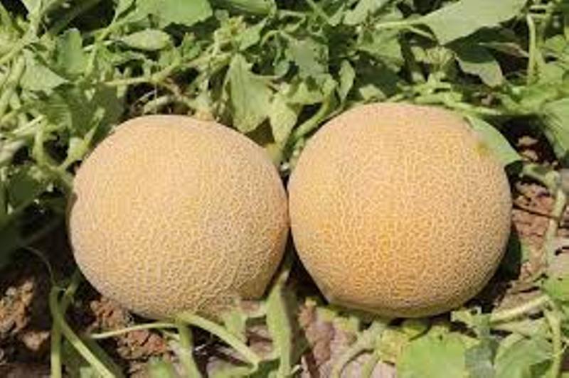 آغاز برداشت محصولات جالیزی در شهرستان مهر آغاز برداشت محصولات جالیزی در شهرستان مهر