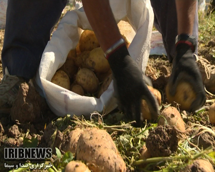 آغاز برداشت سیب زمینی از مزارع چهارمحال و بختیاری
