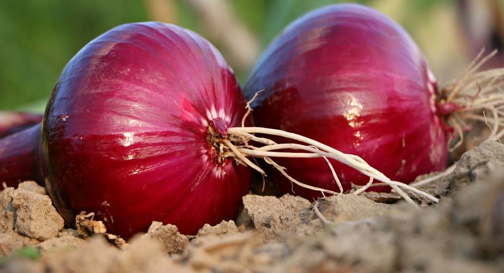 لارستان قطب تولید پیاز طرح استمرار در جنوب فارس لارستان قطب تولید پیاز طرح استمرار در جنوب فارس