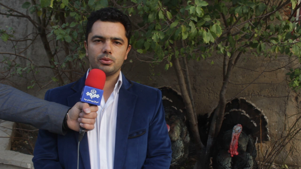 پرورش بوقلمون محلی در بزرگ ترین مجتمع شمال غرب