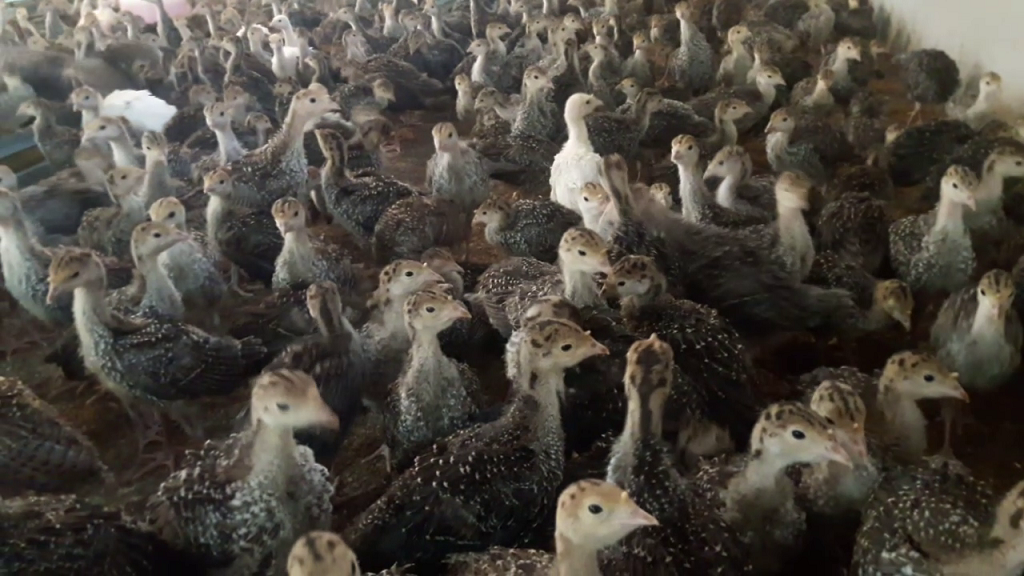 پرورش بوقلمون محلی در بزرگ ترین مجتمع شمال غرب