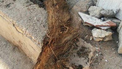 کنوکارپوس، درتقابل با زیرساخت های شهری اهواز