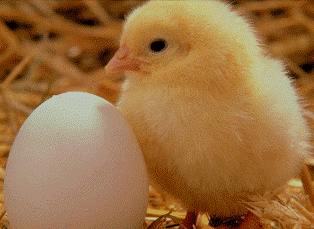 جوجه ریزی 353 هزار قطعه ای در مرغداری های محمودآباد جوجه ریزی 353 هزار قطعه ای در مرغداری های محمودآباد