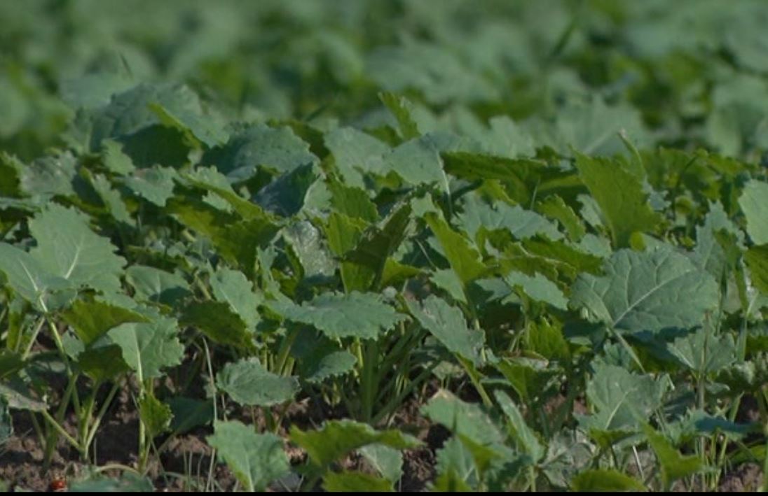 تراکم کشت بذر کلزا در گلستان تراکم کشت بذر کلزا در گلستان