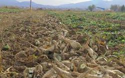 پرداخت 50 درصد طلب چغندرکاران چهارمحال و بختیاری