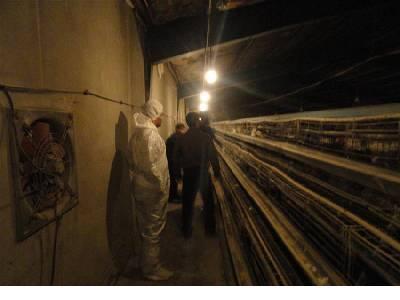 برخورد قانونی با دو واحد متخلف پرورش مرغ تخمگذار در لنجان