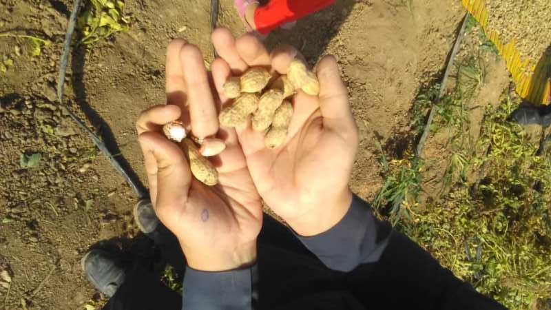 کاشت بادام زمینی در فارس کاشت بادام زمینی در فارس