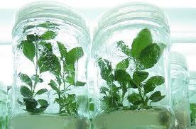 تکثیر گیاهان به روش کشت بافت در استان مرکزی