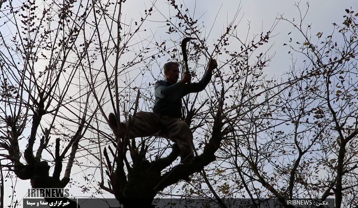 اربا دوشاب گیلان، عصاره ای از دل میوه گس جنگلی