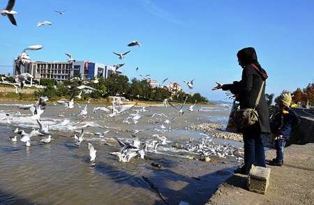 بازگشت کاکایی ها به رودخانه چشمه کیله تنکابن