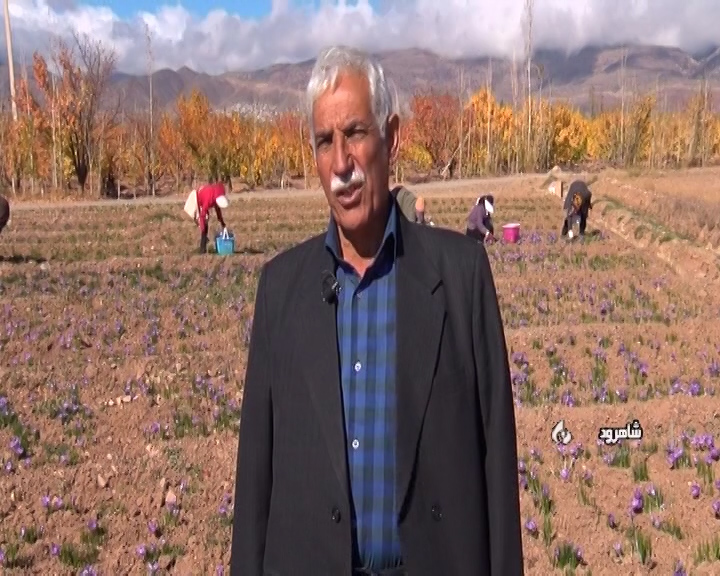 کیمیاگری زعفران در کویر کیمیاگری زعفران در کویر
