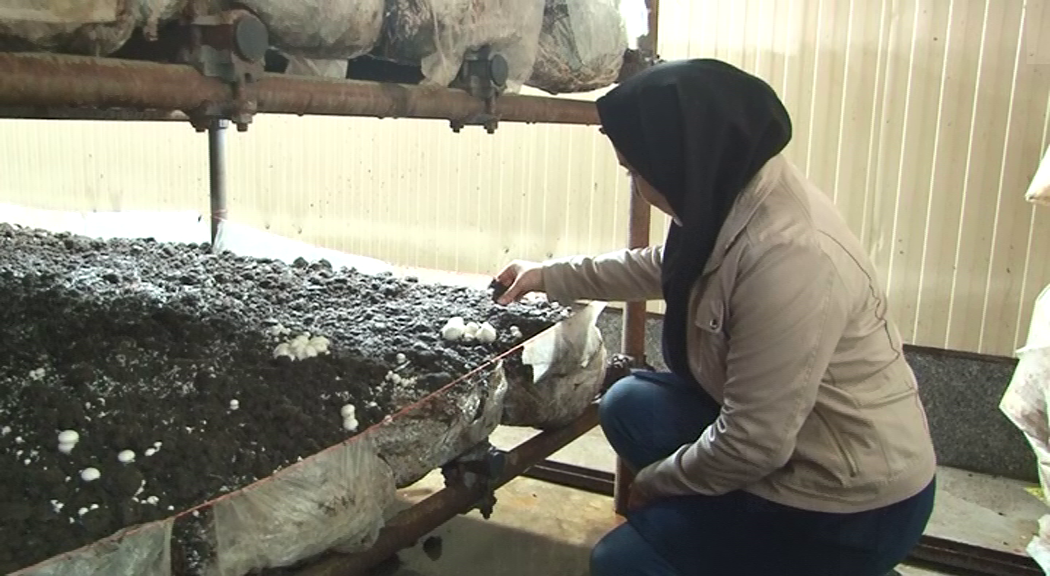 رتبه نخست بستان آباد در تولید قارچ خوراکی