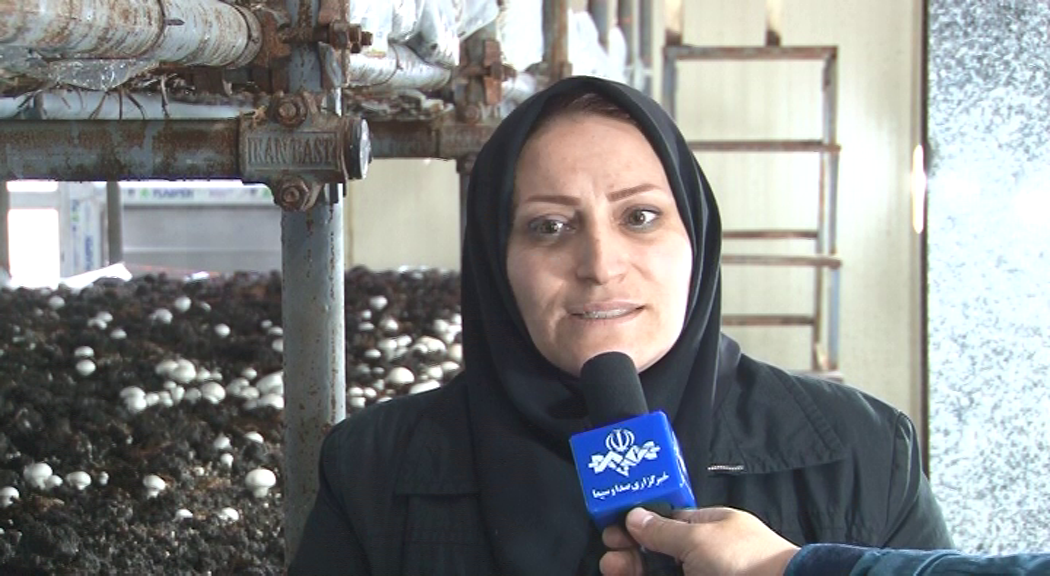 رتبه نخست بستان آباد در تولید قارچ خوراکی