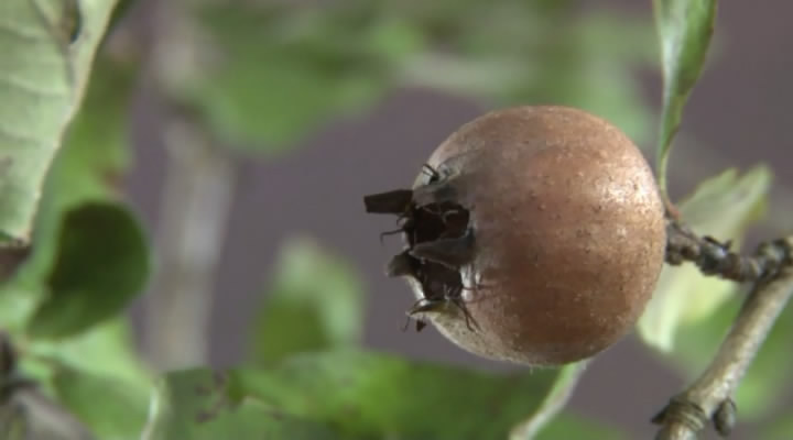 جشنواره ازگیل پزان در آمل