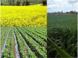 شرایط جوی مناسب کشت پائیزه