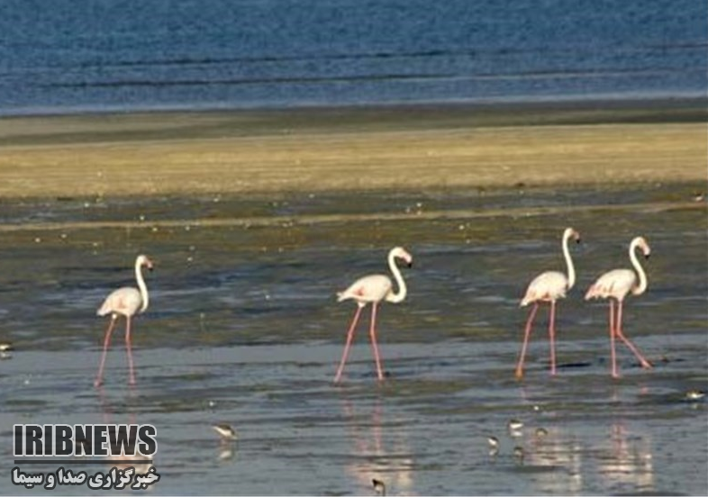 گزارش مکتوب ... بارندگی های امیدبخش در استان بوشهر