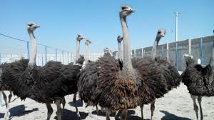 شتاب رشد و فرآوری  طلای زنده در استان یزد