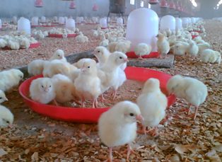 ثبت بیش از سه میلیون قطعه جوجه ریزی در سوادکوه شمالی ثبت بیش از سه میلیون قطعه جوجه ریزی در سوادکوه شمالی