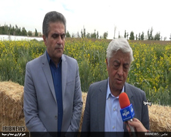 سیل اخیر به تولید گندم هیچ آسیب نزد