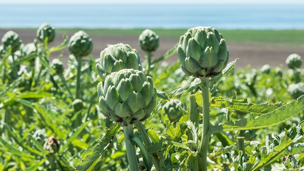 برداشت کنگر فرنگی در مرودشت