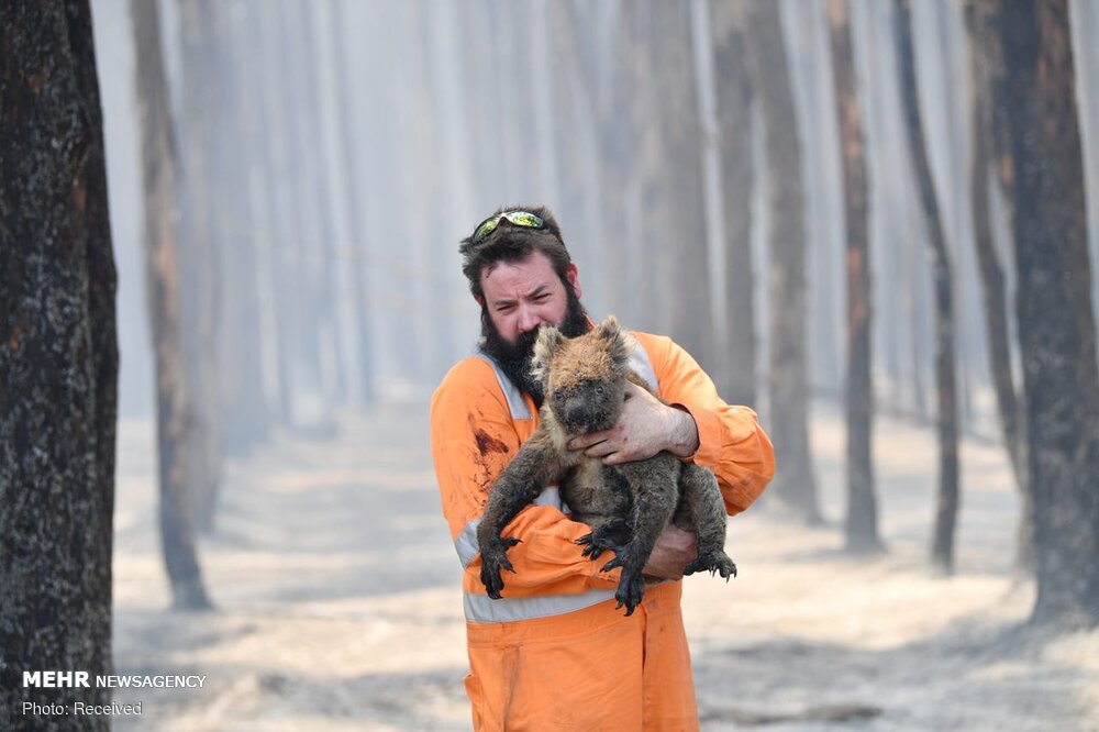 تصاویری دردآور از سوختن جزیره کانگوروها‎!