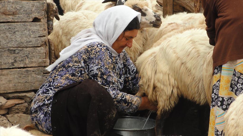 تلاش برای برندسازی حاصَل سنگسری تلاش برای برندسازی حاصَل سنگسری