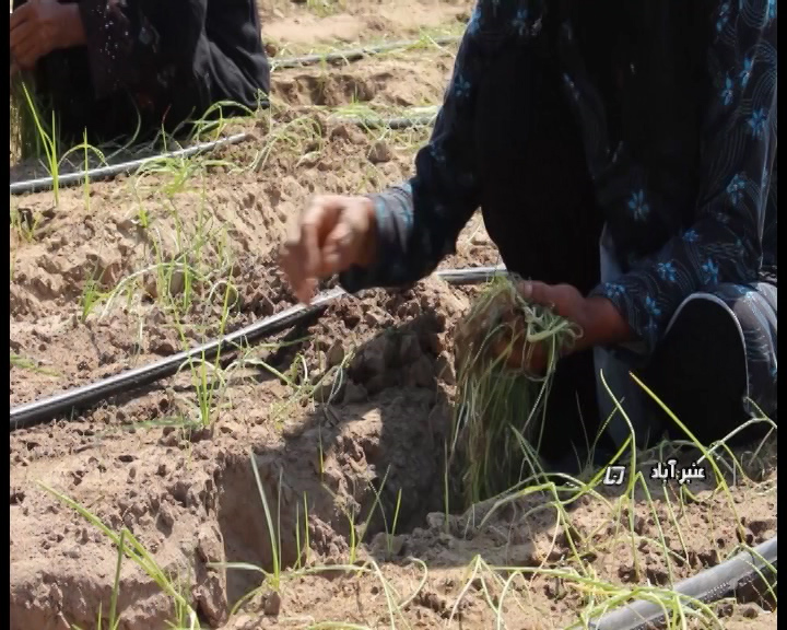 اینجا هند ایران است