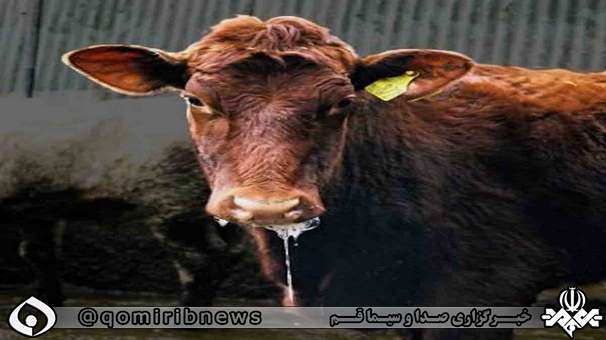 تب برفکی در کمین بار انداز دام کشور