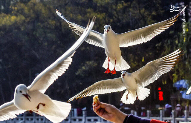 تصاویر ديدني حیات وحش تصاویر ديدني حیات وحش