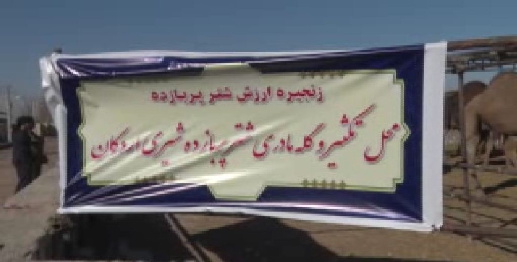 بهره برداری از پروژه ۱۰۰۰ نفری شتر پربازده شیری در اردکان بهره برداری از پروژه ۱۰۰۰ نفری شتر پربازده شیری در اردکان