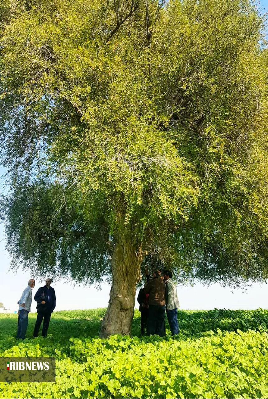 ثبت ملی ۵ اثر طبیعی استان بوشهر